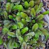 Leptinella squalida Pot 9 cm