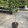 Ficus carica Pot 35 Liter Halfstam