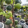 Ficus carica Pot 35 Liter Halfstam