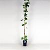 Vitis 'Boskoop Glory' Pot 5 Liter 150 - 175 cm
