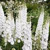 Delphinium (B) 'Casa Blanca' Pot 9 cm