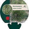 Deschampsia cesp. 'Schottland' Pot 9 cm