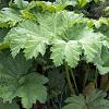 Gunnera manicata Pot 9 Liter 
