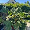 Gunnera manicata Pot 9 Liter 