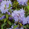 Rhododendron impeditum Pot 3 Liter 