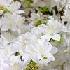 Rhododendron (AJ) 'Schneewittchen' Pot 3 Liter 