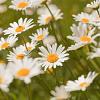 Leucanthemum (S) 'Alaska' Pot 9 cm