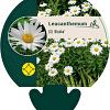 Leucanthemum (S) 'Alaska' Pot 9 cm