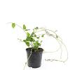 Vinca major Pot 1,5 liter