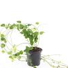 Vinca major Pot 1,5 liter