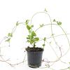 Vinca major Pot 1,5 liter