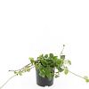 Vinca major Pot 1,5 liter