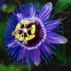 Passiflora 'Amethyst' Pot 2 Liter