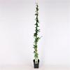 Passiflora caerulea Pot 5 Liter 150 - 175 cm