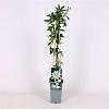 Passiflora caerulea 'Const.Elliott' Pot 2 Liter