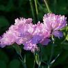 Dianthus grat. 'Pink Jewel' Pot 9 cm