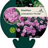 Dianthus grat. 'Pink Jewel' Pot 9 cm