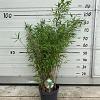 Fargesia nitida 'Black Pearl' Pot 5 Liter 60 - 80 cm