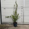 Fargesia nitida 'Black Pearl' Pot 5 Liter 60 - 80 cm