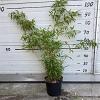Fargesia rufa Pot 5 Liter 60 - 80 cm