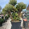 Chamaerops humilis 'Vulcano' Pot 500 Liter Meerstammig