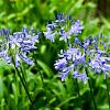 Agapanthus africanus Pot 10 liter