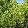 Phillyrea angustifolia Pot 30 Liter 80 - 100 cm