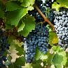 Vitis vinifera Pot 35 Liter 100 - 125 cm