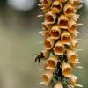 Digitalis ferr. 'Gelber Herold' Pot 9 cm