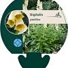 Digitalis grandiflora Pot 9 cm