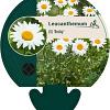Leucanthemum (S) 'Becky' Pot 9 cm