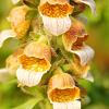 Digitalis lanata Pot 9 cm