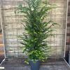 Taxus baccata Pot 4 Liter 80 - 100 cm