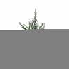 Taxus baccata Pot 4 Liter 80 - 100 cm