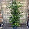 Taxus baccata Pot 4 Liter 80 - 100 cm