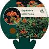 Euphorbia griffithii 'Fireglow' Pot 9 cm