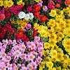 Portulaca  -