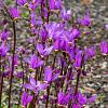 Dodecatheon meadia Pot 9 cm