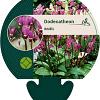 Dodecatheon meadia Pot 9 cm