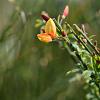 Cytisus 'Apricot Gem' Pot 3 Liter 