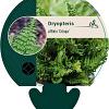 Dryopteris af. 'Crispa' Pot 9 cm