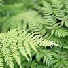 Dryopteris af. 'Crispa' Pot 9 cm
