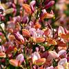 Cytisus 'Zeelandia' Pot 3 Liter 