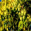 Humulus l. 'Nordbrau' Pot 2 Liter