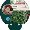 Alcea ficifolia Pot 9 cm