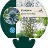 Eryngium pl. 'Blauer Zwerg' Pot 9 cm