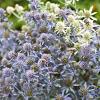Eryngium pl. 'Blauer Zwerg' Pot 9 cm