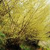 Corylopsis pauciflora Pot 10 liter