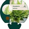 Dryopteris wallichiana Pot 9 cm