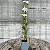 Clematis 'Destiny' Pot 2 Liter